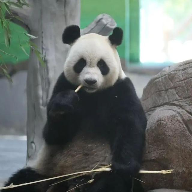 临沂首届熊猫文化节将于8月2日开幕，届时大熊猫“苏星”“冰晶”将与广大游客见面