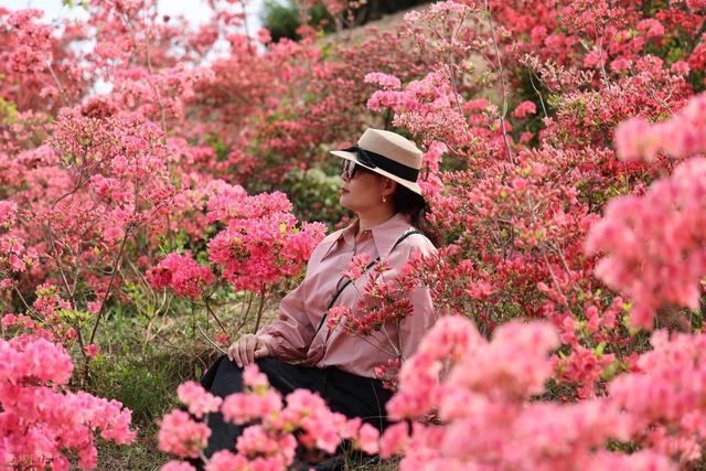 满山遍野的映山红