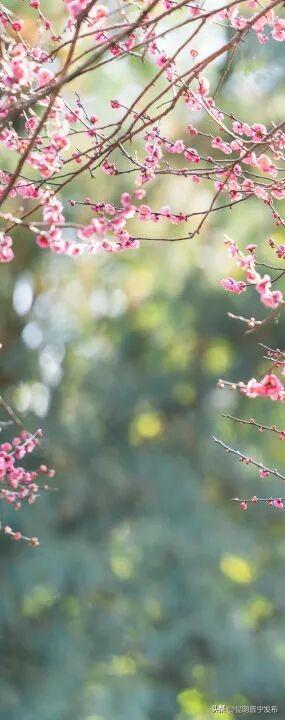 暗香浮动！郑和公园梅花凌寒绽放，这份冬日清幽别错过