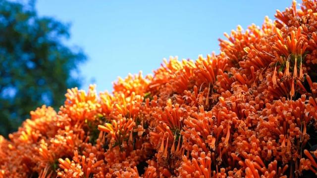 弥勒炮仗花瀑布，太出片了！多个打卡点→