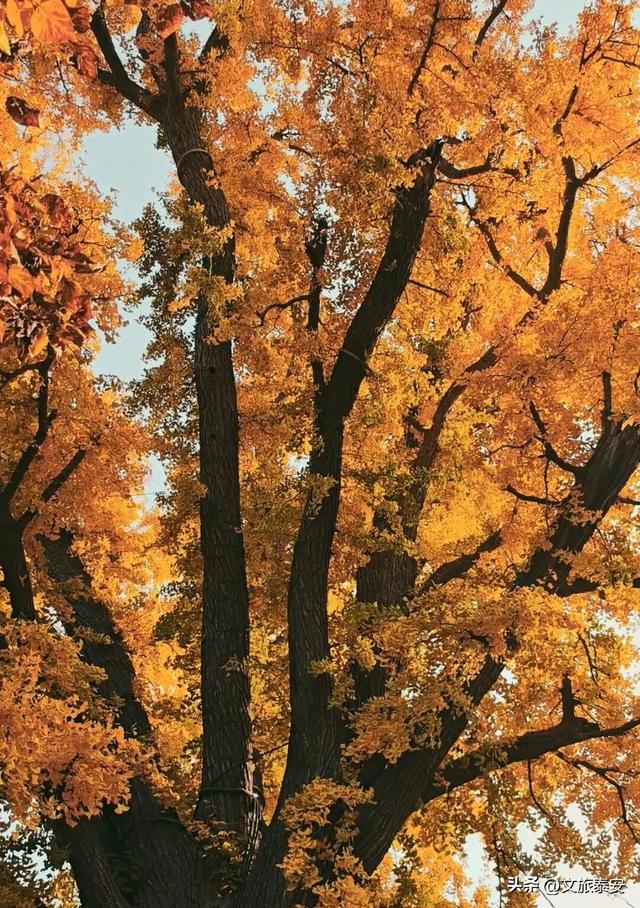 错过等一年！带你打卡岱庙里当红的「黄金擎雷银杏」，这样拾秋秒出大片！