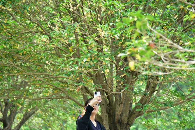 鼎湖山古寺中的百年桂树开花了！