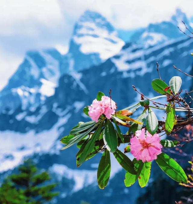 漫步云端，撞见磅礴花事丨15秒看云南