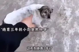“狗儿要听狗儿歌”，最后那句“死狗”，无数网友瞬间泪目图片