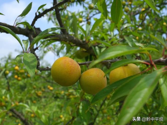 平坝区林下村：花海果香醉游人