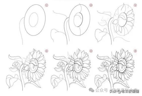 有手就能画！花卉简笔画教程