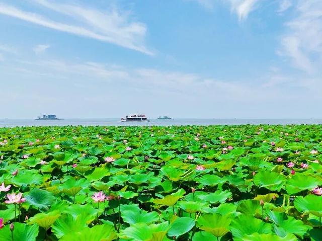 围观！滕州微山湖红荷湿地免门票活动仍在继续，速来打卡！
