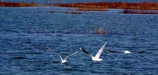 风情满眼秋色中 (杨水河)
