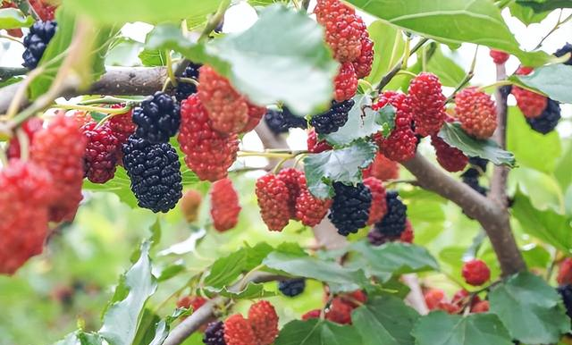 俗语“五树进宅	，人穷家败”，分别指的哪五树？有道理吗