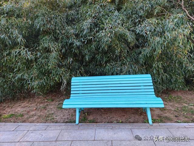 大连两片超美竹林,第二个很少有人知道