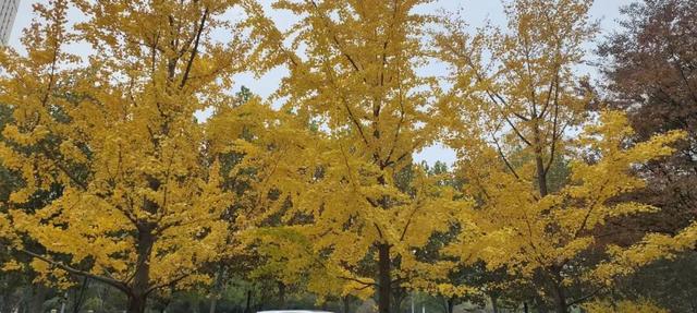 寻美薛城丨金色之约！森林公园银杏黄了！