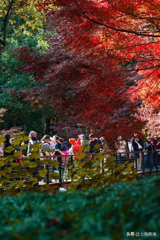 传说中的“层林尽染”，原来就在市中心！