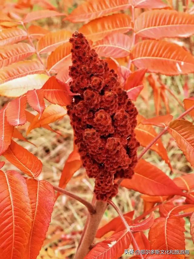 美到词穷！鄂尔多斯的秋天，每一帧都是壁纸