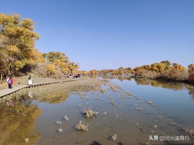 额济纳旗胡杨林
