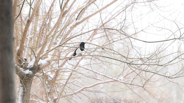 河北衡水：2025年首次降雪，臻园雪景绝绝子！