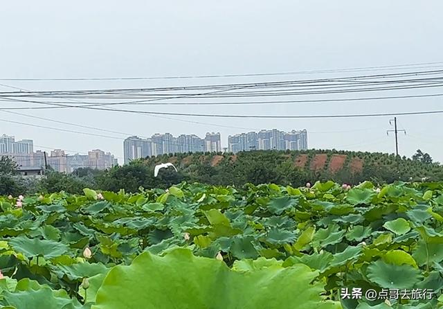成都最近的山地荷花，人在画中超级壮观，不要门票，还可买荷花