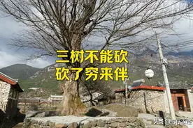 老话“三树不能砍，砍了穷来伴”，指哪三树？为何不能砍？啥说法图片