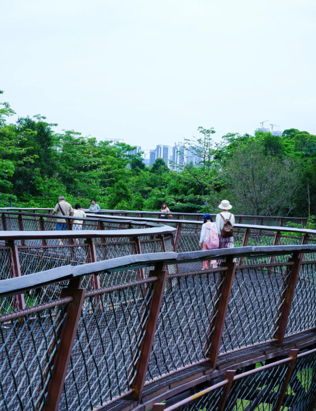 深圳又一生态长廊爆红，被称为现实版“魔法森林”，适合徒步遛娃