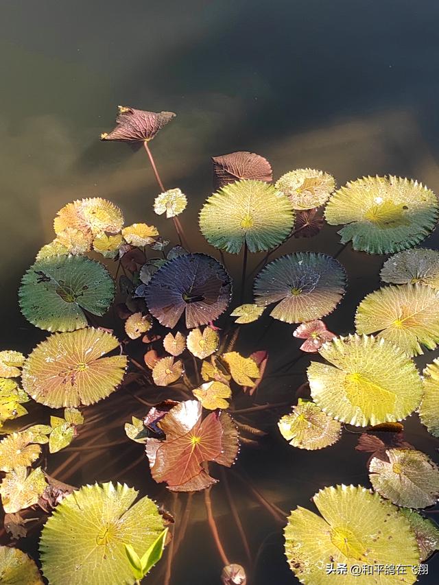 厦门植物园：邂逅自然的绮梦