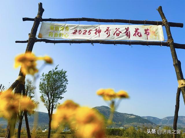 菊田为幕 天籁为章 长清神秀谷百亩金菊盛开