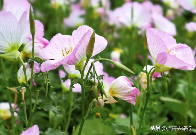 成都被严重低估的赏花地，最火的月见草花又回来了，太美了！