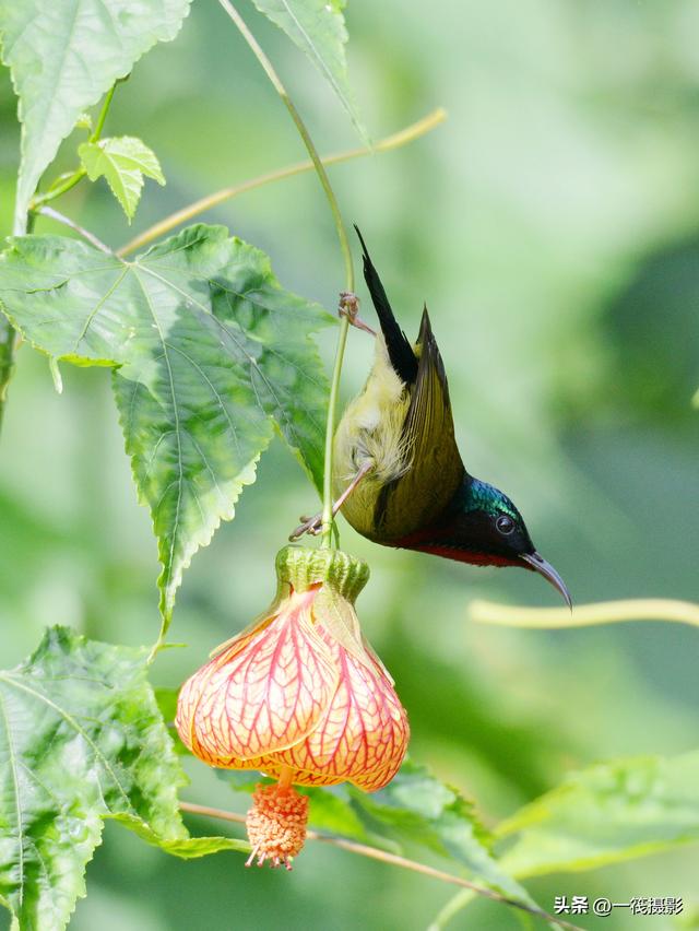 叉尾太阳鸟，拥抱反纹悬铃花