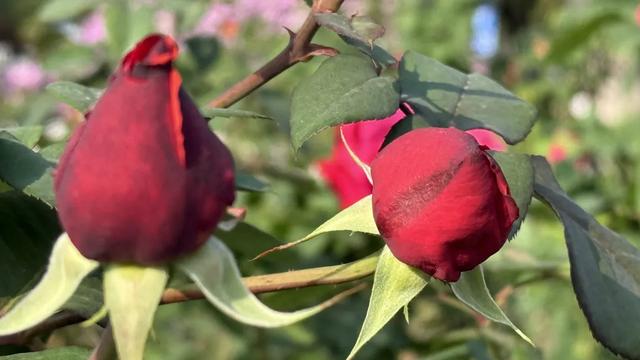 南宁花卉公园，错过这花期要再等一年！重点是不用门票！