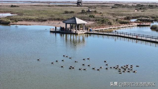 【黄河口生态旅游区】黄河口最美观鸟季已上线，赏鸟正当时！快来邂逅候鸟之约吧！