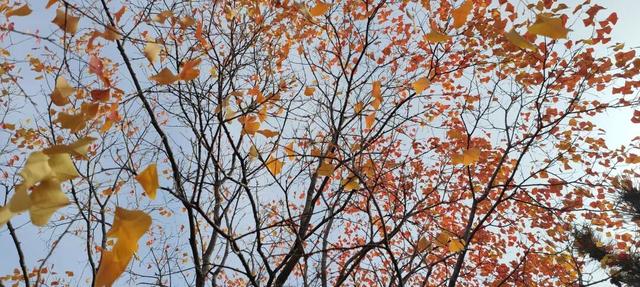 寻美薛城丨初冬最美的树！红叶似火满树红，乌桕树便是季节打翻的调色盘！