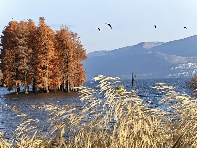 落羽红杉林，误入油画中！