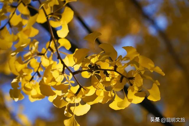 昆明冬日限定的金色浪漫，已加载完成！就藏在昆明这条街……