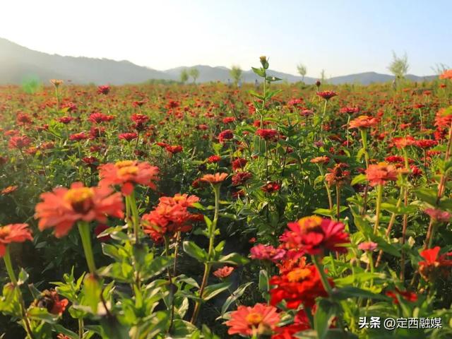 岷县：牧马滩秋日百花争艳引客来