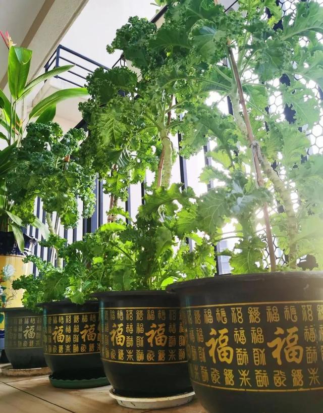 3年只养4棵菜，根本吃不完”，女子分享“种菜新思路”：太值了