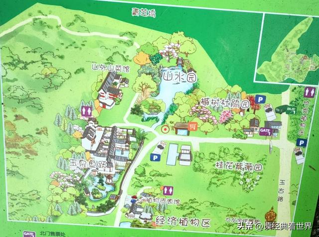 杭州植物园的菊花展——一场关于菊花的饕餮盛宴（一）