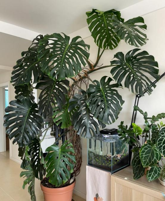 河北一户人家，因“龟背竹客厅”而走红，真壮观，妥妥的视觉盛宴