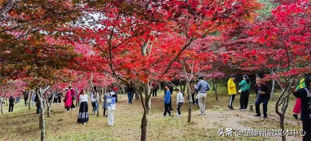 不限次入园！楚雄一景区门票年卡、优惠卡正在办理🤩