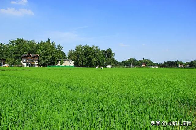 夏天一定要看一次稻田！这4处可看，还能喝下午茶逛博物馆