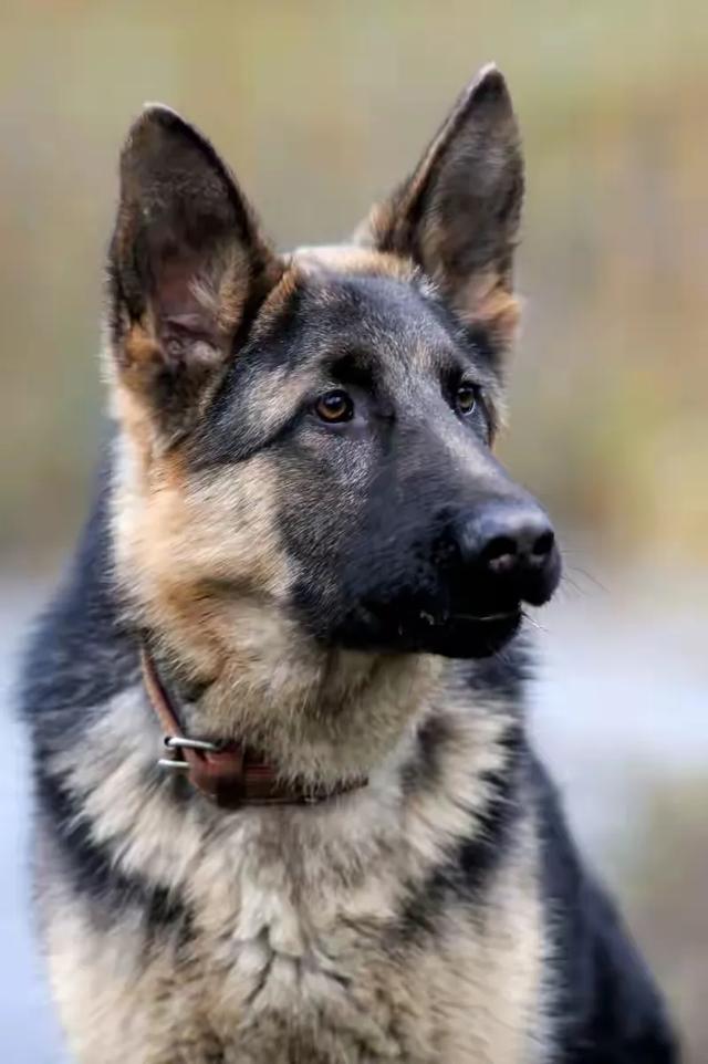 陕西外逃狼犬已被击毙六条，没有逃跑的狼犬也全被打死
