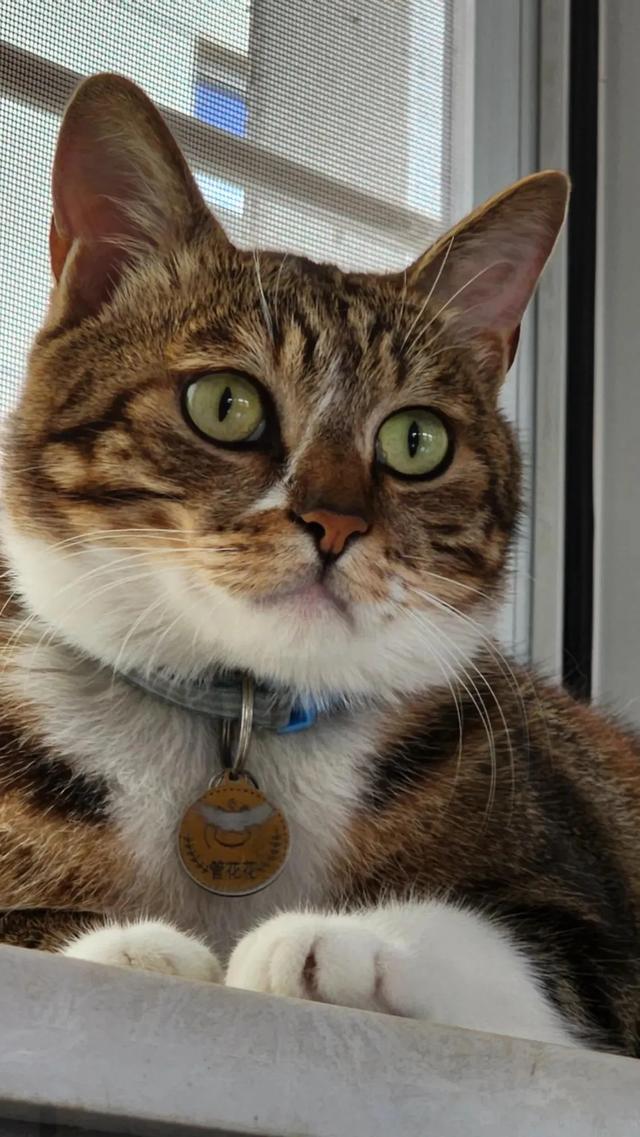 笑死了！主人展示25斤布偶猫引热议，网友：我这19斤的再加加餐？