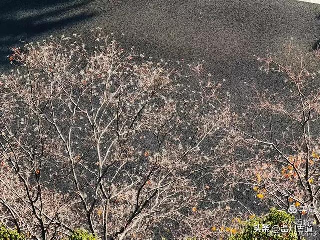 市府路的这几颗乌桕树,你见过吗?现在正是最美的时候!