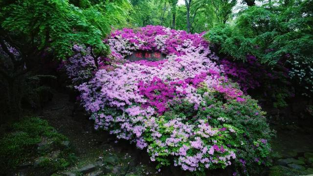 无锡这座绝美花园，免费开放了