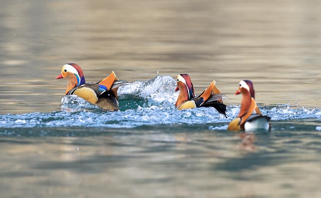 贵州铜仁：天生桥大峡谷迎来越冬鸳鸯