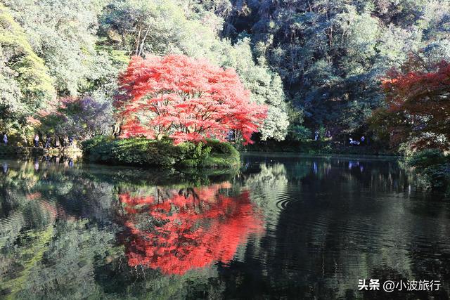 杭州冬日徒步，从古村到茶园，银杏金黄枫树染红，感受山野之乐