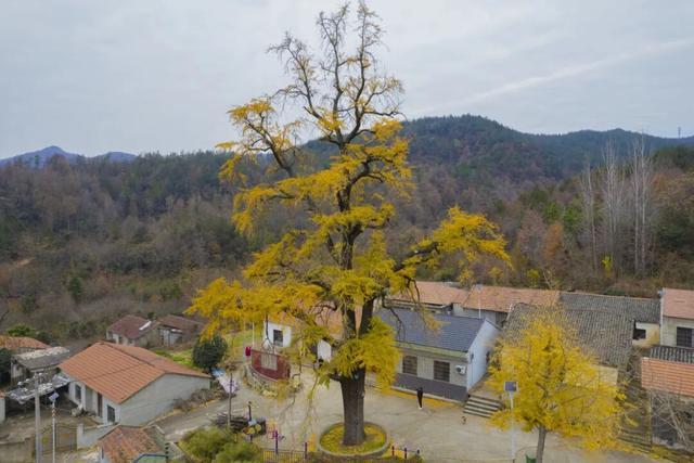 一眼沦陷！黄陂830岁古树美成画