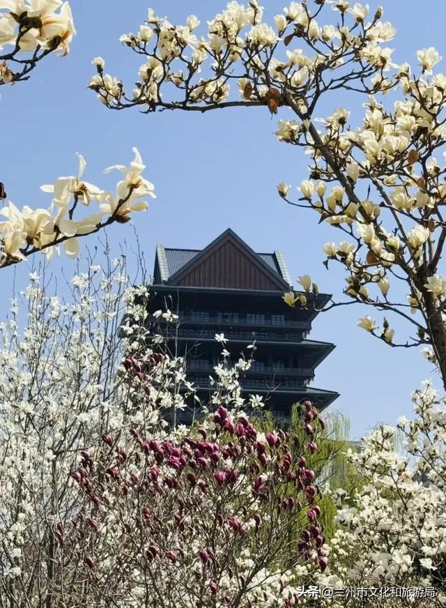 春假、清明假期来兰州赏花吧!(兰州春季踏青赏花主题线路之一)