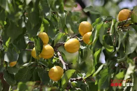 新泰：油杏喜丰收 收获“杏”福果图片