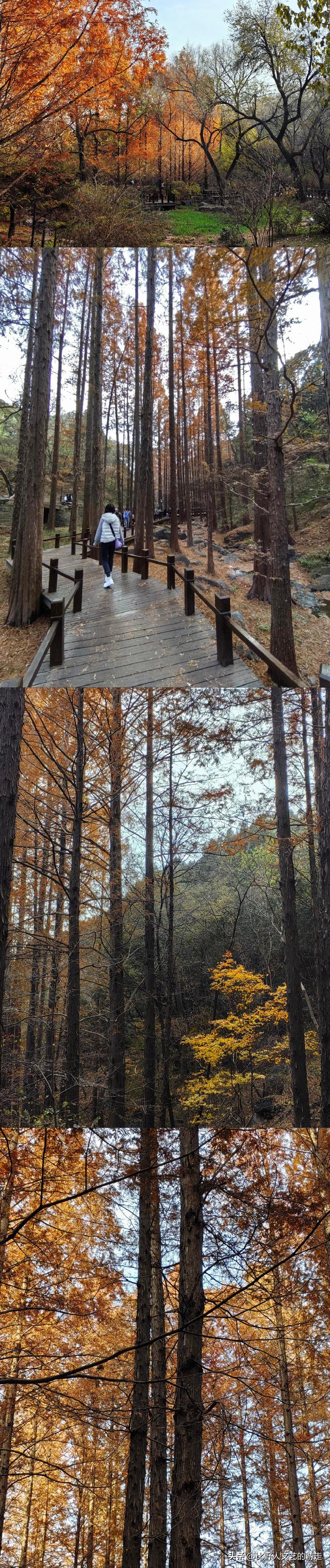 北京：焦糖色的秋日正当时，还有美味素食+直达专列，走啦！