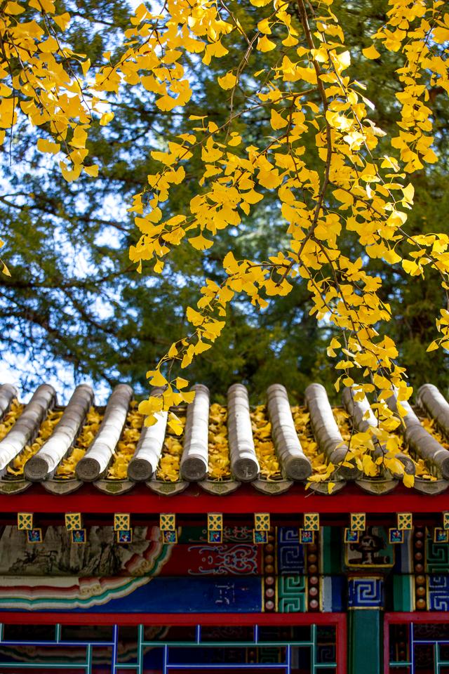 中山公园赏银杏