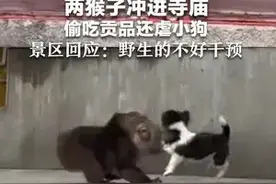 两猴子冲进寺庙 偷吃贡品还虐小狗 景区回应:野生的不好干预图片