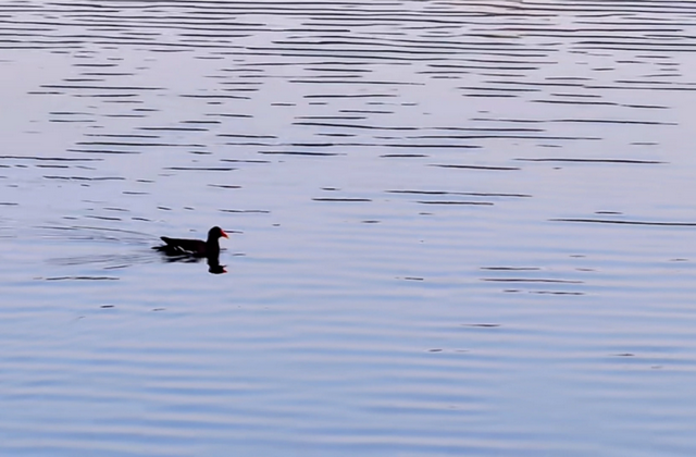 先收藏！成都1h直达最美水杉公园，小众人少、景美出片！